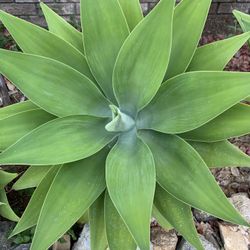 Fox Tail Agave Plant