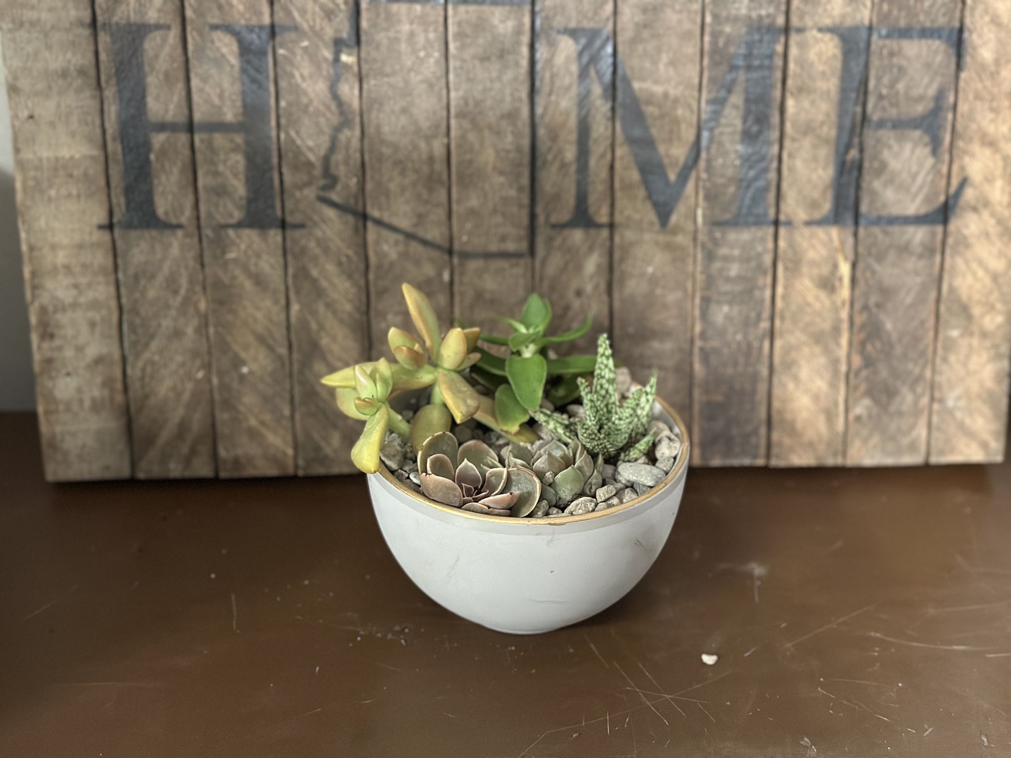 Succulent Arrangement In Decorative Bowl - Live Plant - Delivery Available