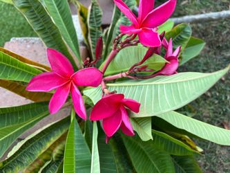 Plumeria cutting 1 to 3 feet long
