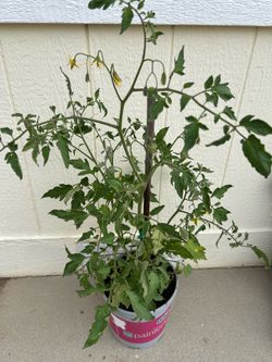 ROMA tomato plant in 3 gl