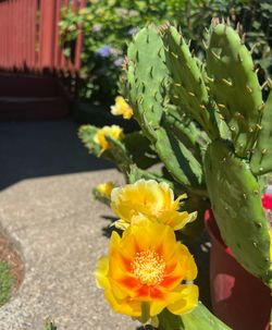 Eastern Prickly Pear Cactus