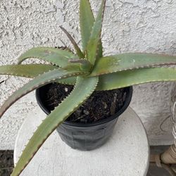 1 Gallon Pot Succulent Plant - Aloe Arborescens - Candelabra Aloe - Torch - Rooted & Established - 🪴- Drought Resistant
