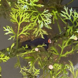 Plants, Tanks, Decorations
