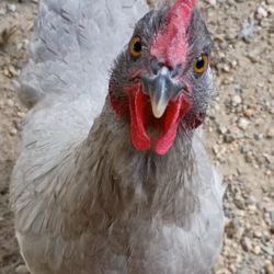 Fresh Eggs
