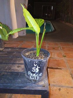 Peace Lily