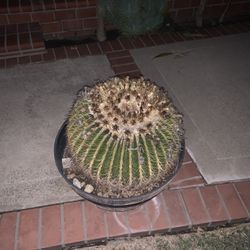 Barrel Cactus Medium-Large