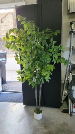 Decorative ficus tree