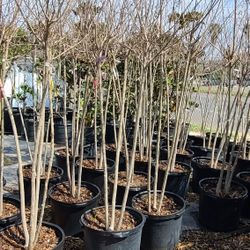 Crape Myrtle Trees 15gallon Special 8ft 