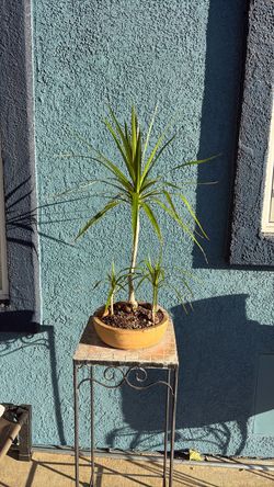 Dracaena Plant in a bonsai Bowl