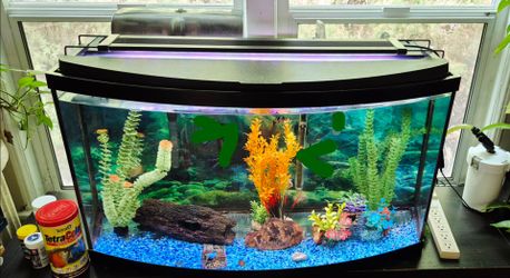 Deluxe 💎 Bowfront 46 gal. Aquarium. Pecera completa de lujo con frente convexo.***MAKE A DECENT OFFER!!!***

The PERFECT 👩‍🎓🎓 GIFT!!! 🎁 

***FISH