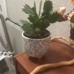 Holiday Cactus 