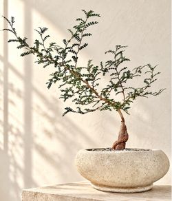 Operculicarya Decaryi/ Elephant Tree (Planter Included) #Q10  ‘Local LA Seller’