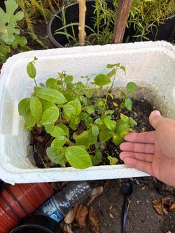 Many cherimoya/atemoya baby trees in a container. All for $40.