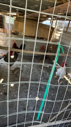 Jaulas en venta