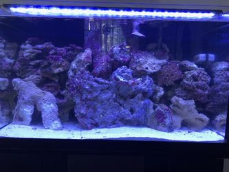 55 gallon saltwater fish tank