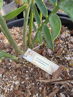 Rare Encephalartos Longifolius ($120 - Local Pickup)