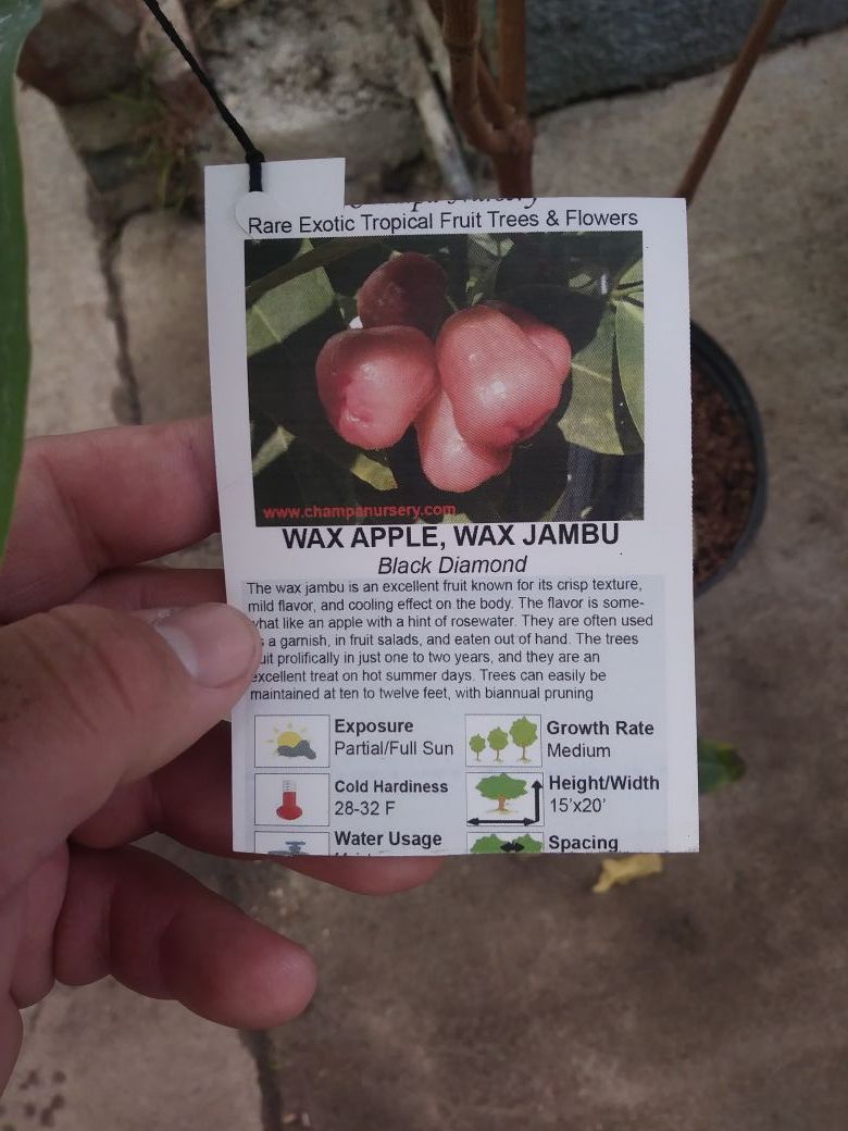 Wax apple wax jambu black diamond