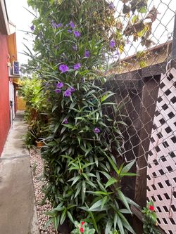 Planta con flores Petunia
