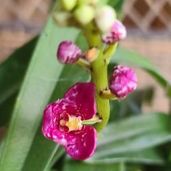 Sarcochilus Orchid Plant 