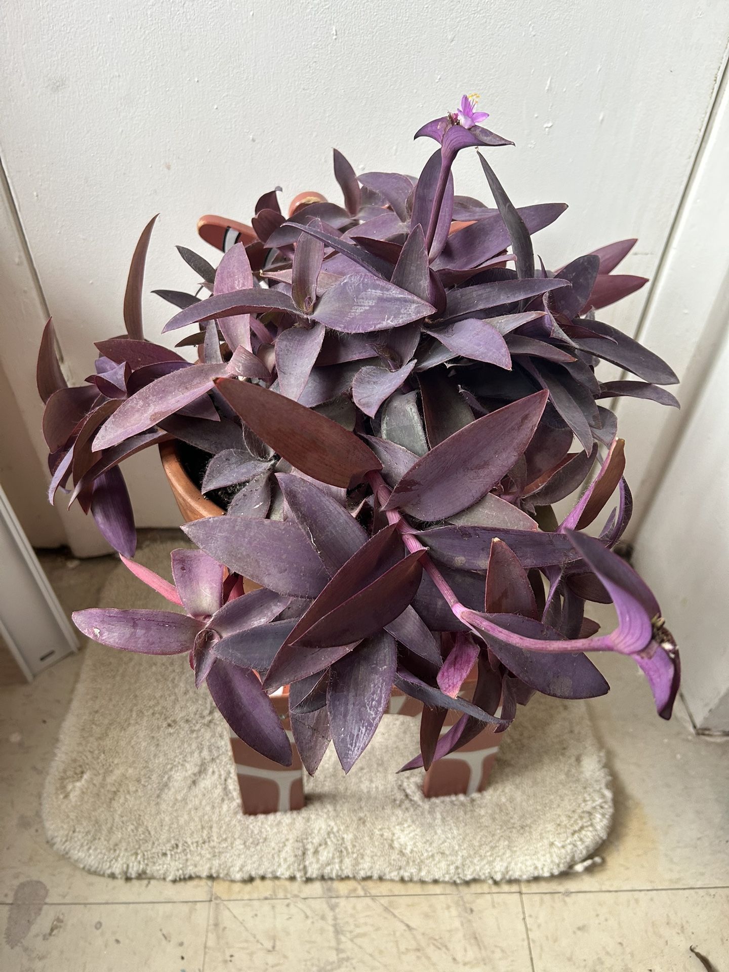 Large Tradescantia Purple Great In A 8 Inch Terracota Pot “I Dont Reply To Hi Is This Still Available! Read Description ⤵️