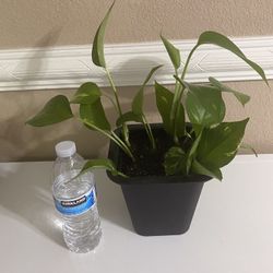 Pothos Ivy Enrerdadera O Teléfono 