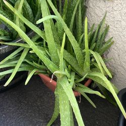 Free Aloe Vera 