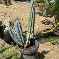 Peruvian Torch Cactus 