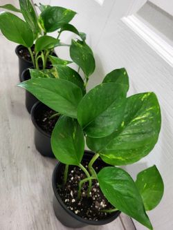 🌿Healthy Live Air Purifying Houseplant Pothos In Pot 4" ~ $5/Ea