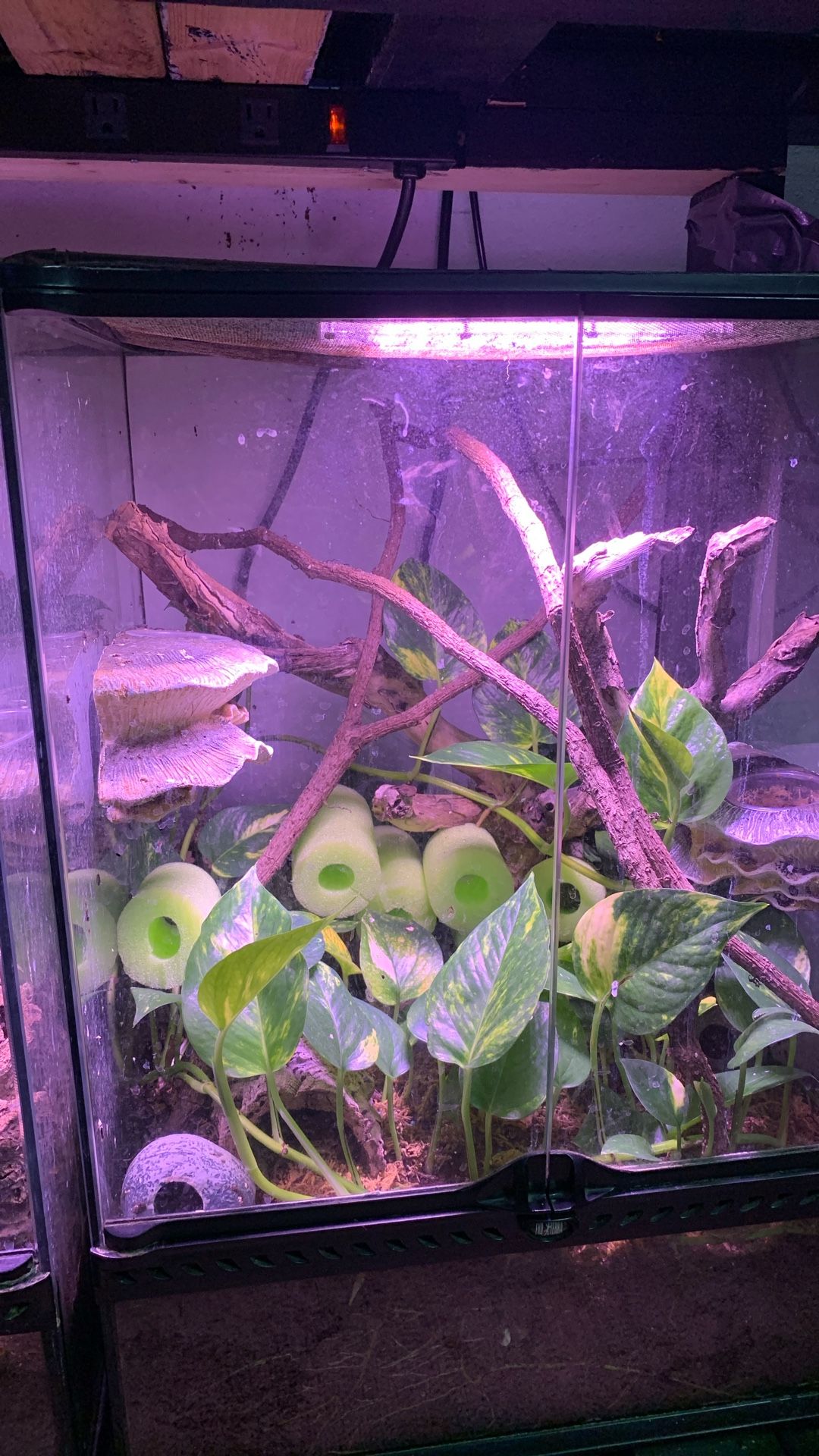 Crested Gecko Set Up