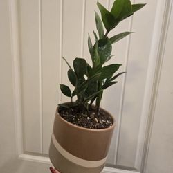 Zz Plant 