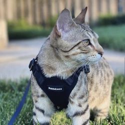 S Harness