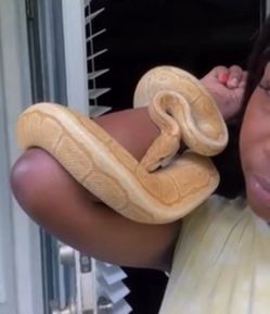 Yellow Ball python