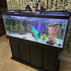 75 Gallon Fish Tank Aquarium W/ 2 Filters, Lights, Black Stand
