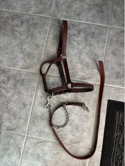 Leather halter w/lead