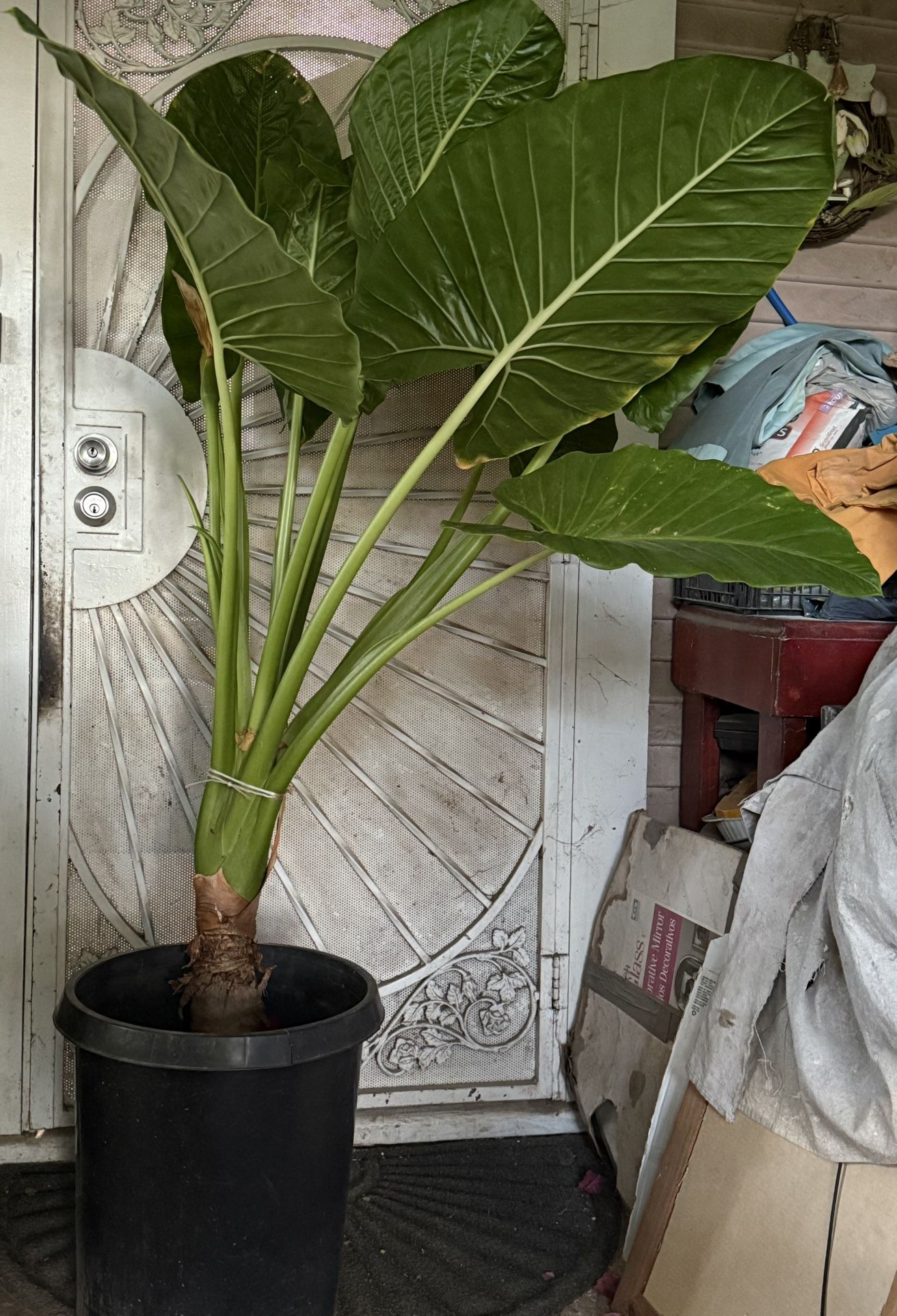 Huge Elephant Ear Plant Flower