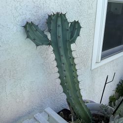San Pedro Cactus