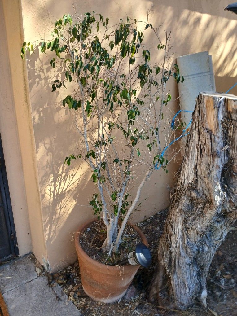 Potted Plants And Trees