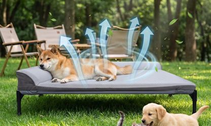 Dog bed elevated