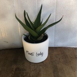 Succulent plant in 5 inch Ceramic pot