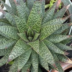 Lace Aloe 
