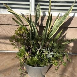 Large Succulent Arrangement 