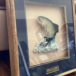 Signed Mounted Rainbow Trout Display 