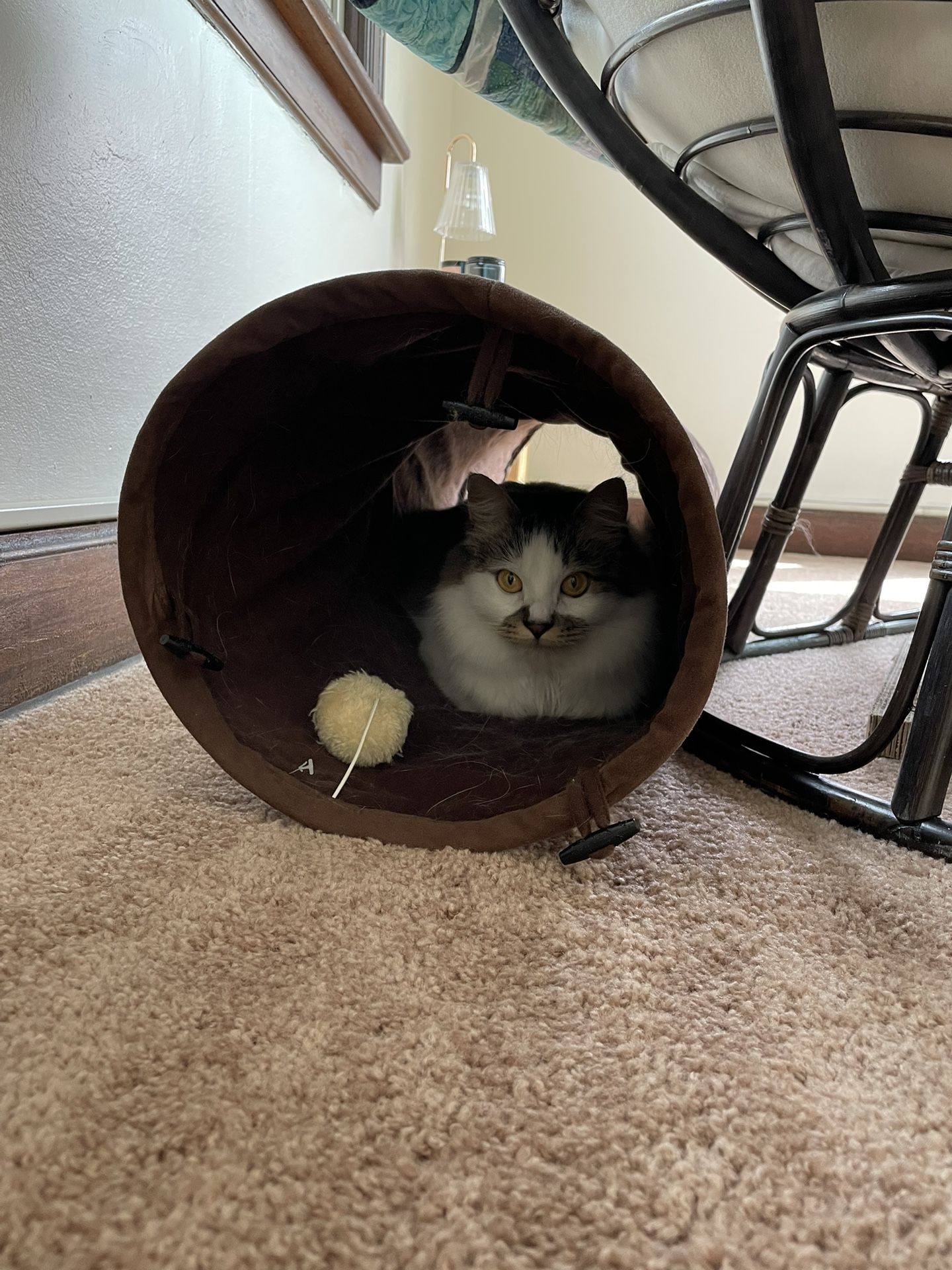cat toy crinkle tunnel