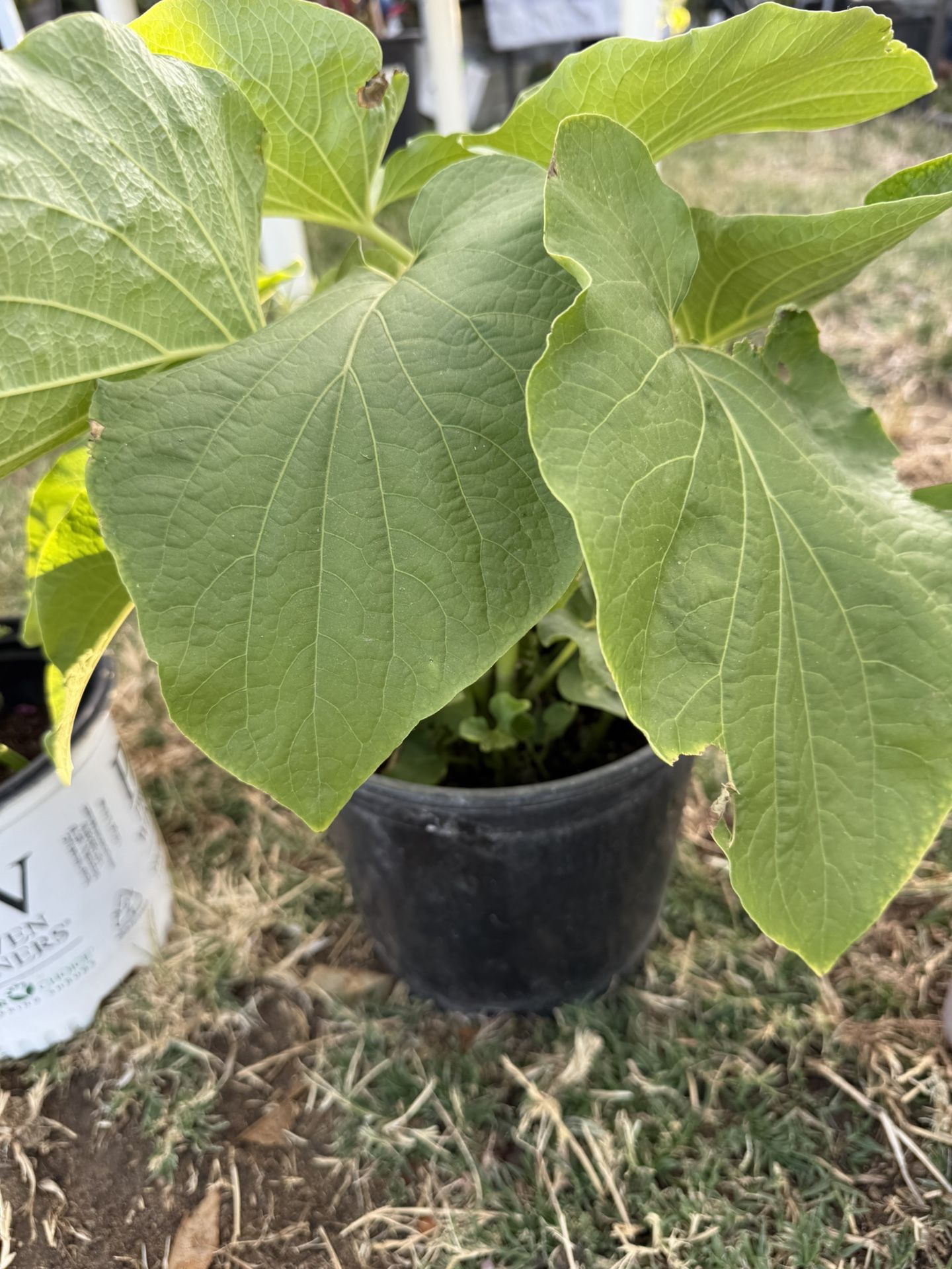 Yerba Santa