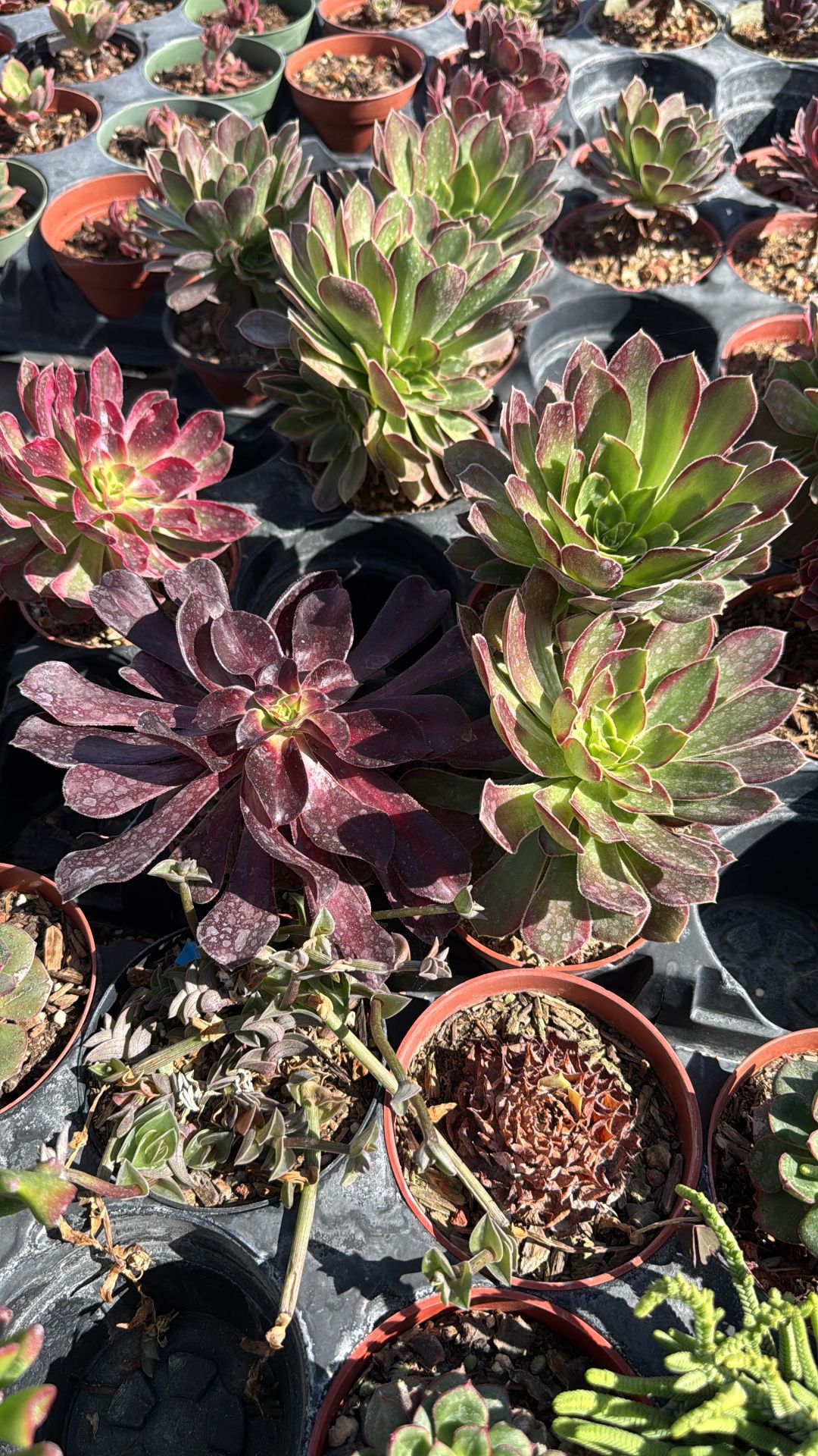 Succulents & Cactus