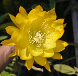 Spiced Takuan Epiphyllum Plant