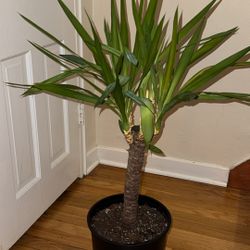 Yucca Plant