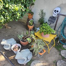 Heavy Concrete Twin Frog Statues 🐸🐸