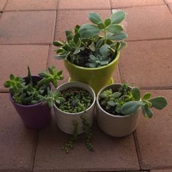 Succulents With Plants (All For $8)