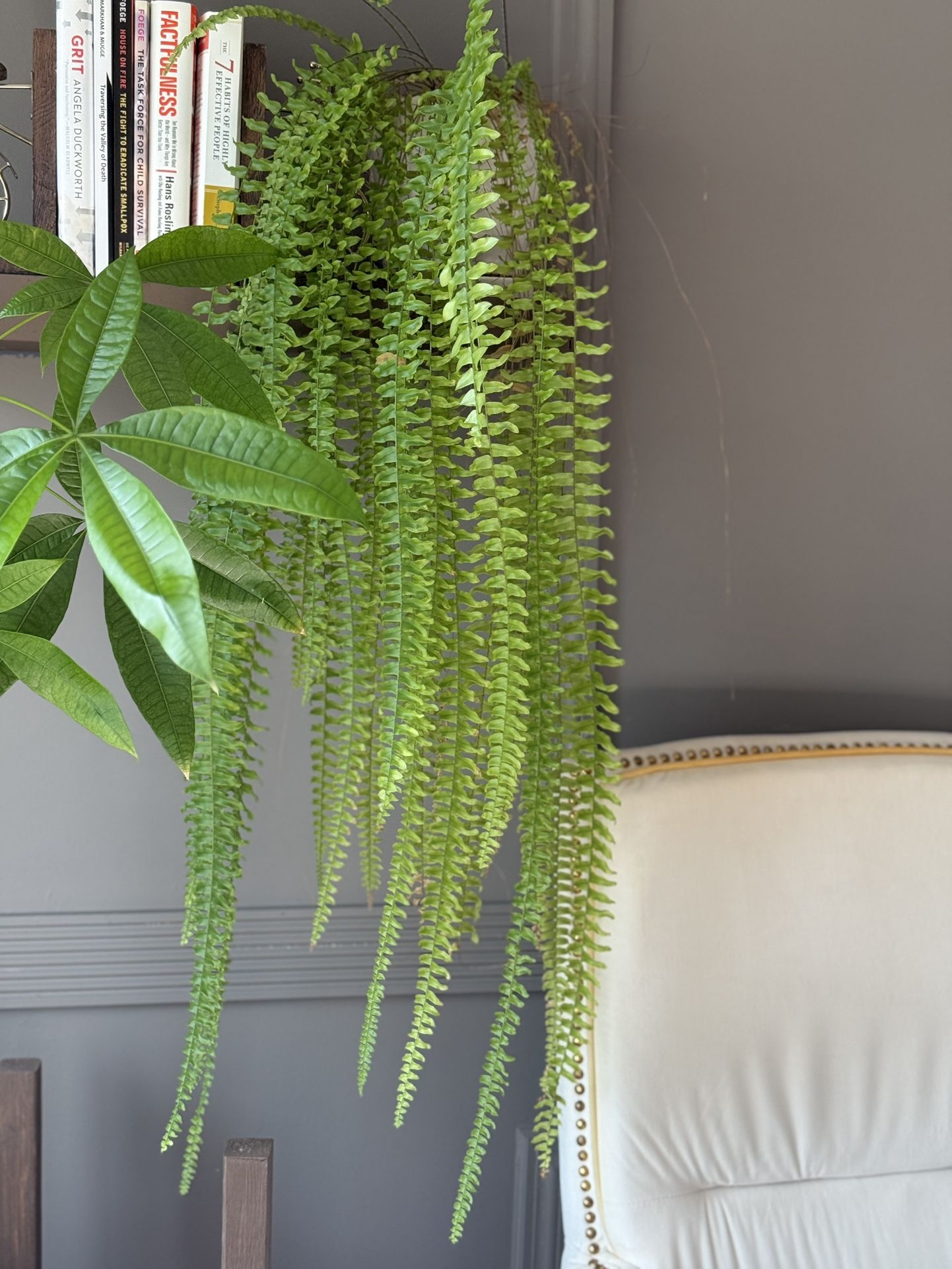 Sword Fern
